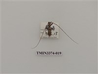 藏品(五星白天牛)的圖片